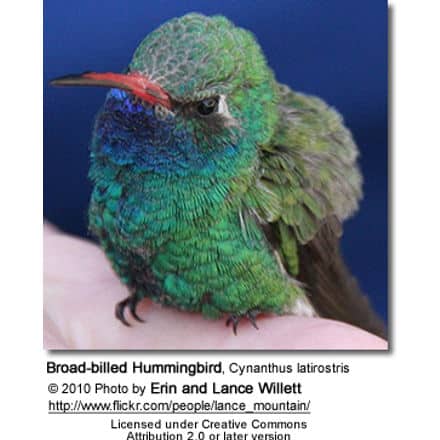 Broad-billed Hummingbird, Cynanthus latirostris - sitting on hand