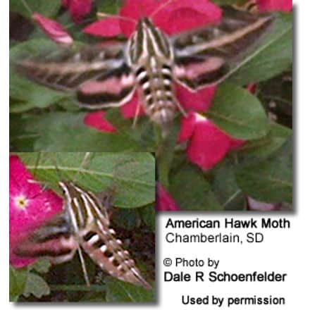 American Hawk or Hummingbird Moth