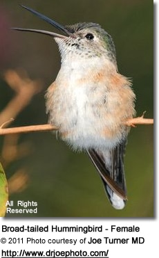 Broad-tailed Hummingbird - Female