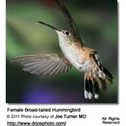 Broad-tailed Hummingbird