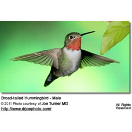 Broad-tailed Hummingbird Male