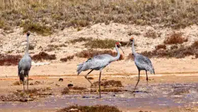 A Group of Brolga Cranes