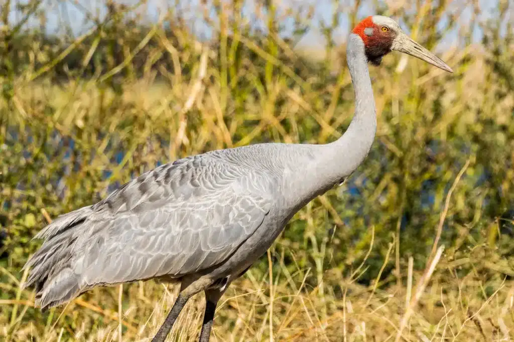 Brolga Cranes