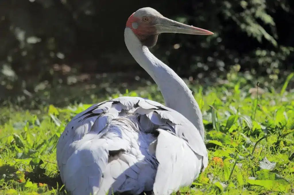 Brolga Cranes Sitting 