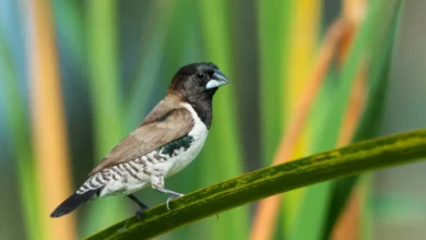 Bronze Mannikins Perched on a Leaves