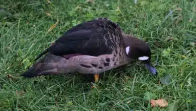 Bronze-winged Ducks on the Grass