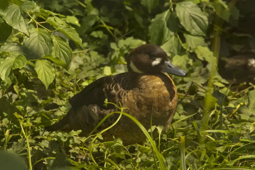 Bronze-winged Ducks on the Grass 