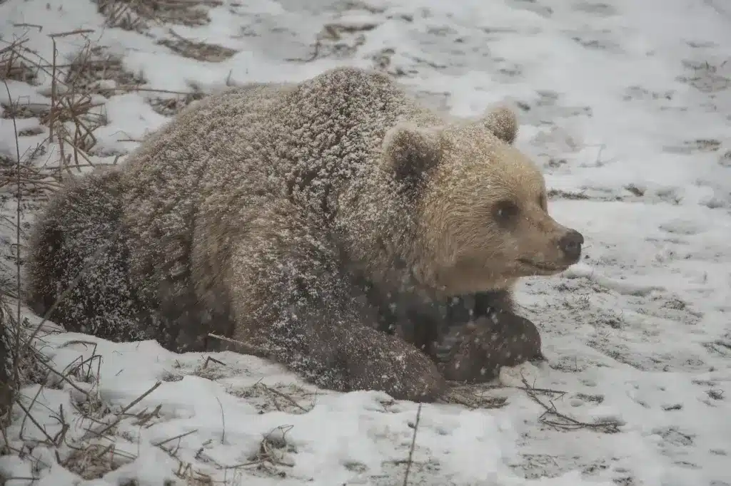 Brown Bear Waking Up From Hibernation 