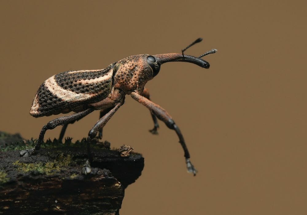 Brown Beetle on a Wood