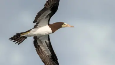 The Brown Booby Is Flying