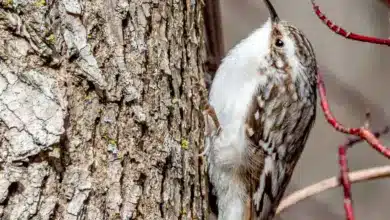 The Brown Creeper Crawling In The Tree