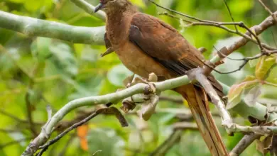Brown Cuckoo-doves Perched on Tree