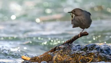 The Brown Dipper on the Water