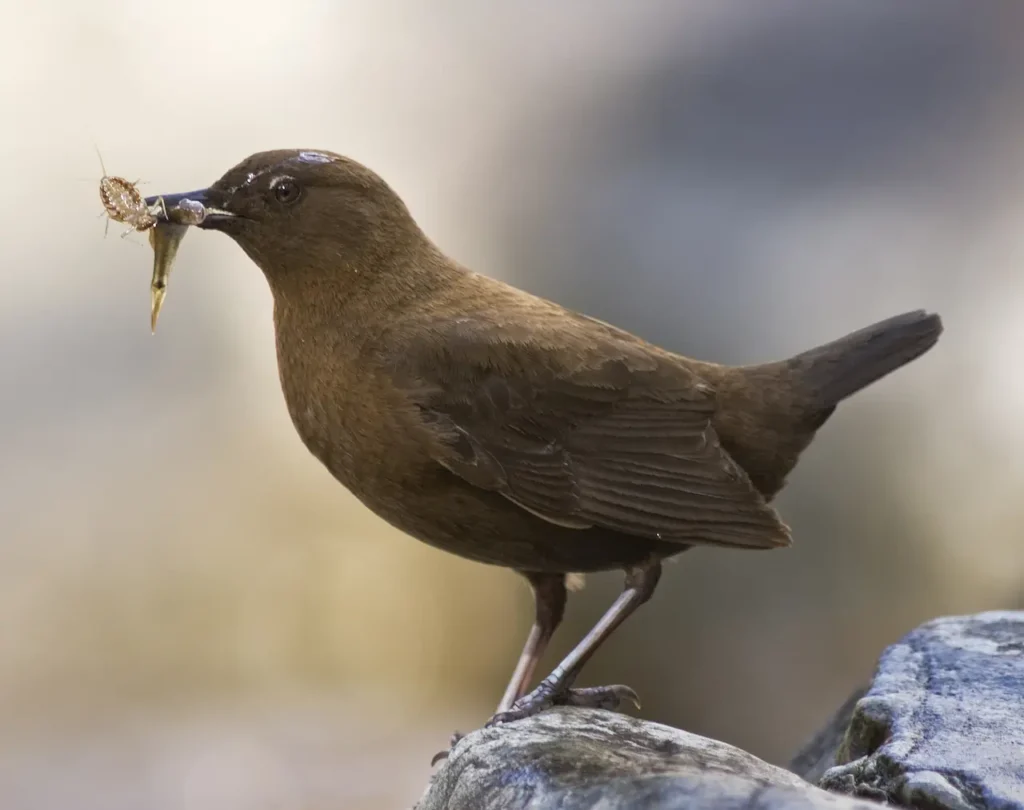 Brown Dippers Catch Food 