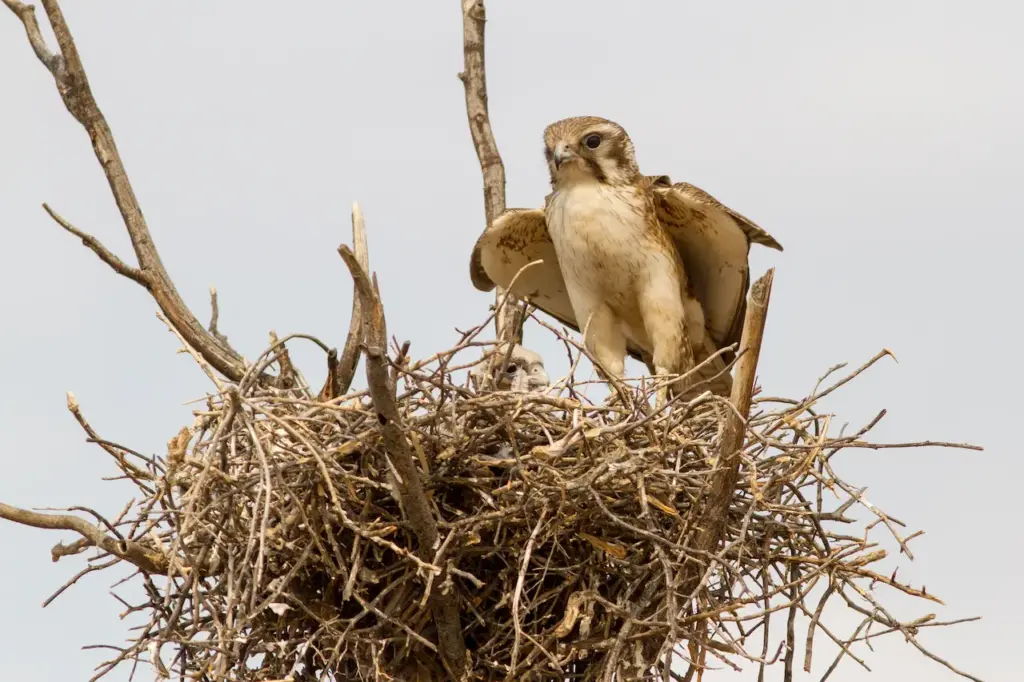 Brown Falcon Nest And A Chick