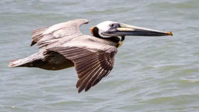 A brown pelican cruising over the sea.