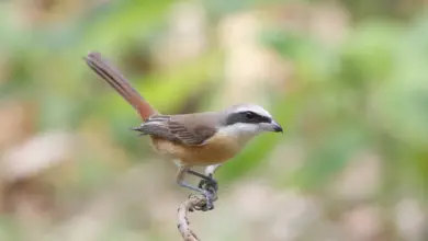 Brown Shrikes Perched on Tree Branch