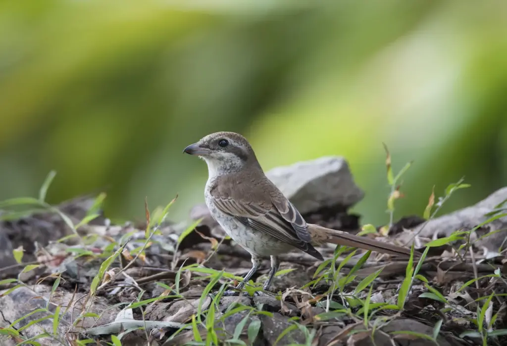 Brown Shrikes Standing on the Ground