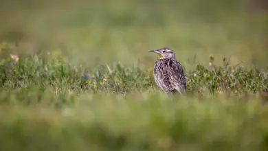 The Brown Songlark Searching For Food In The Grass