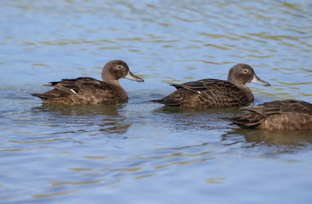 Group of Brown Teals Floating in the Water