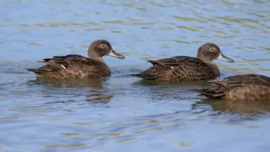 Group of Brown Teals Floating in the Water