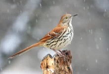 Brown Thrashers