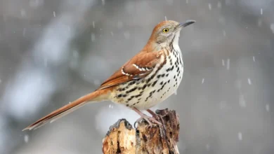 Brown Thrashers