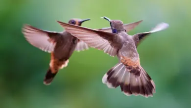 The Two Brown Violet-ear Hummingbirds Are Playing