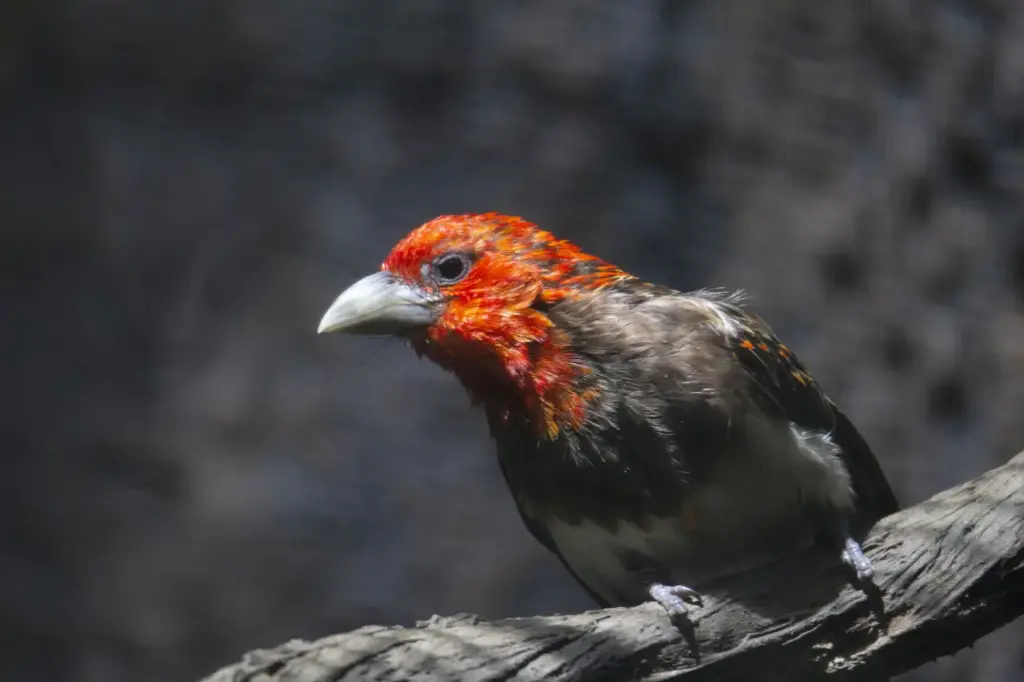 Brown-breasted Barbets