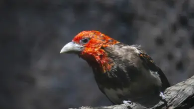 Brown-breasted Barbets Image
