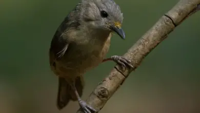 The Brown-cheeked Fulvetta Perched On A Branch
