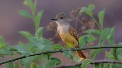 The Brown-crested Flycatchers Perched On A Branch