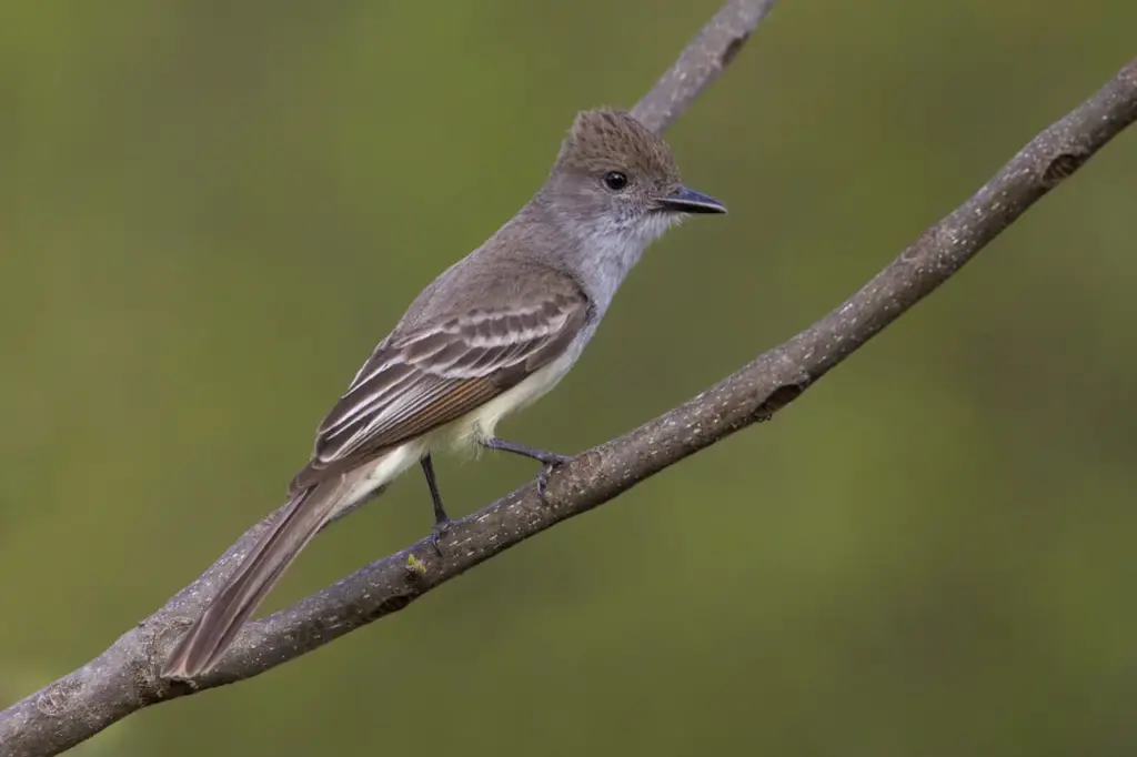 Brown-crested Flycatchers Perched on Tree