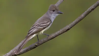 Brown-crested Flycatchers Perched on Tree
