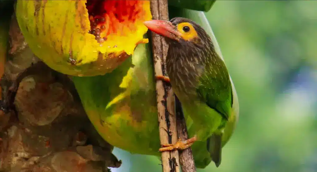 A Brown-headed Barbet That Eating Papaya