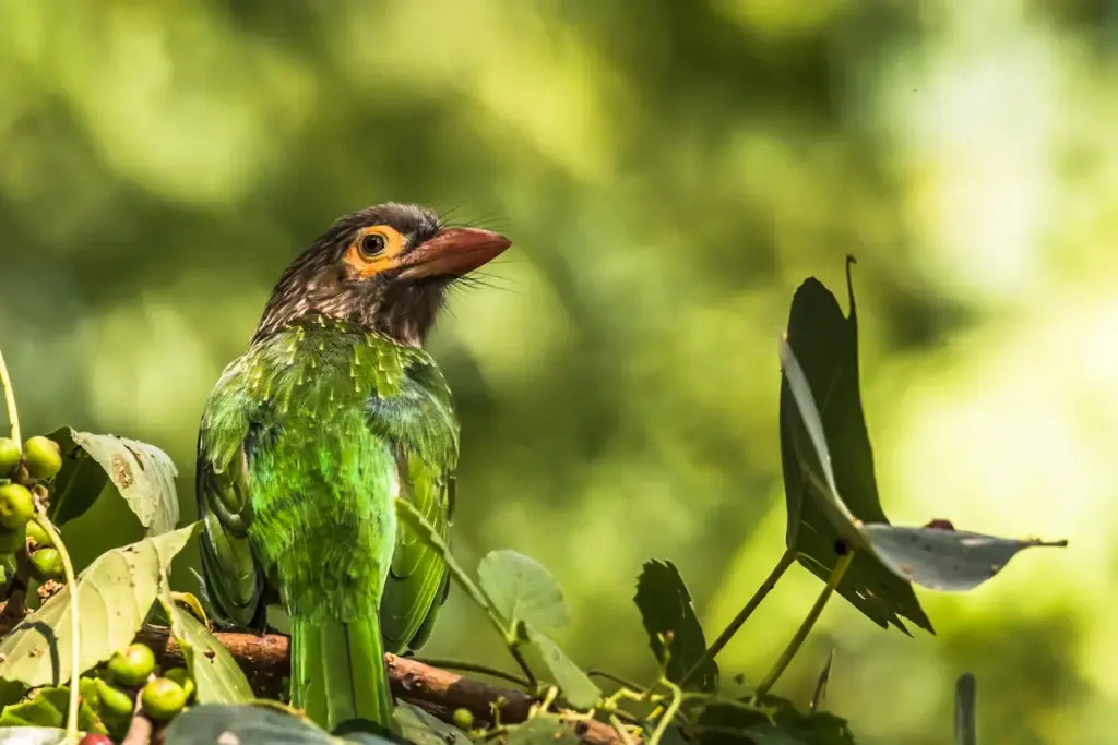 Brown-headed Barbets on the Tree 
