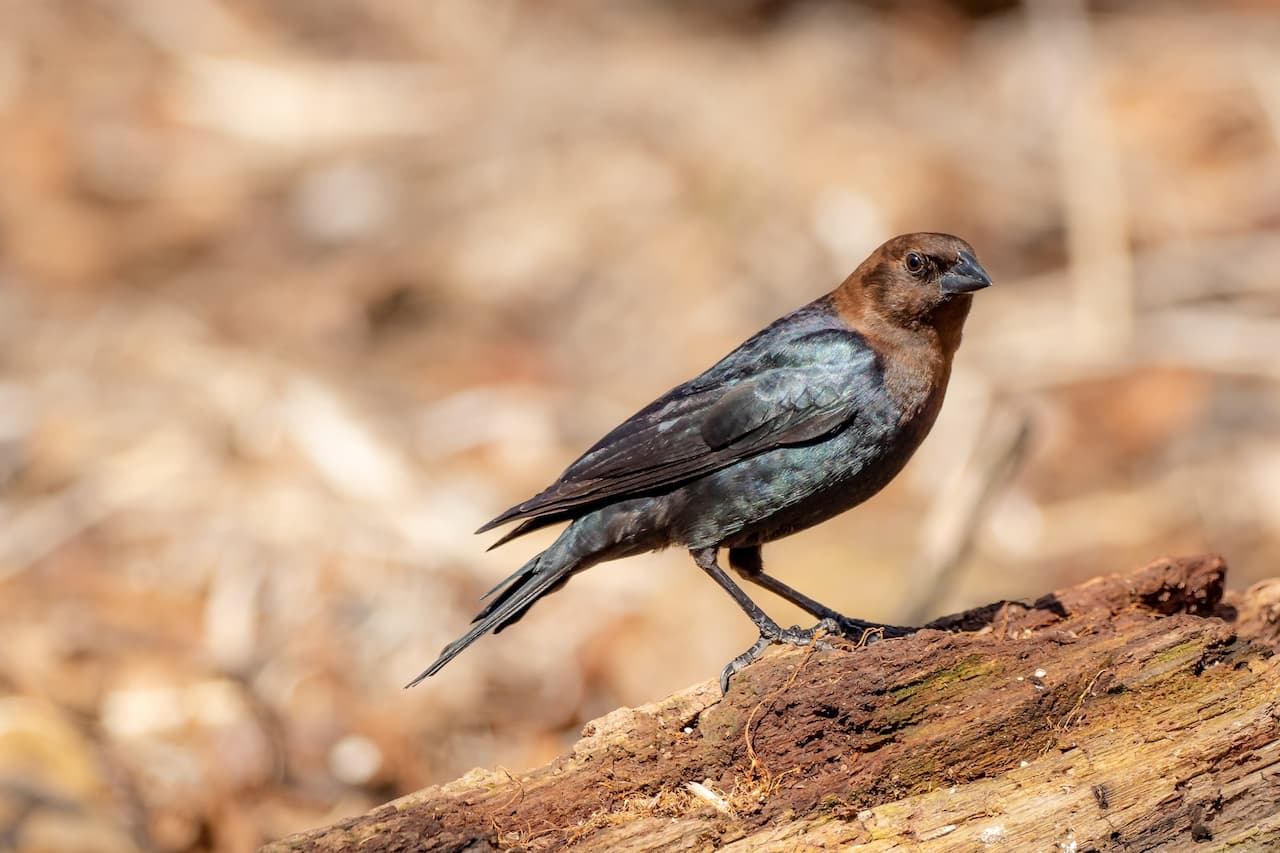 The Brown-headed Cowbird Looking For Prey On A Cut Tree