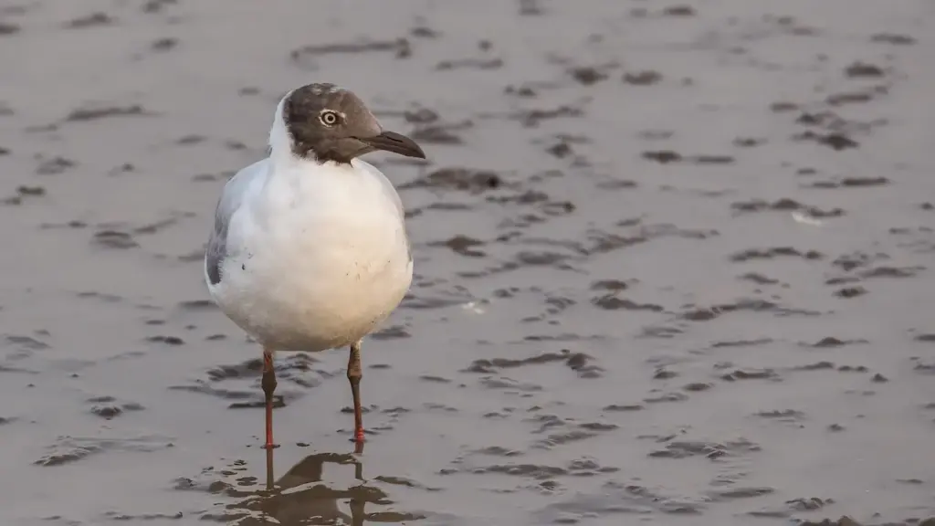 Brown-headed Gull Standing On The Surface Of The Water