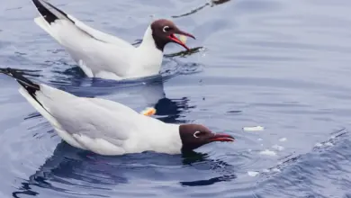 Two Brown-headed Gulls in the Water