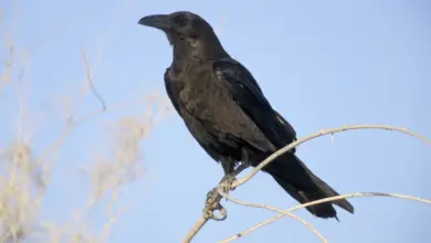 Brown-necked Raven Perched on a Thorn