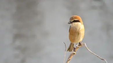 The Brown shrike On The Tree Branch