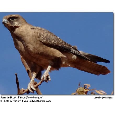 Juvenile Brown Falcon (Falco berigora)