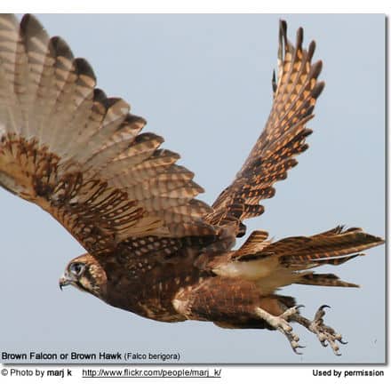 Brown Falcon or Brown Hawk (Falco berigora)