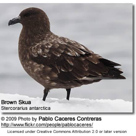 Brown Skua (Stercorarius antarctica) aka Antarctic Skua, Southern Great Skua
