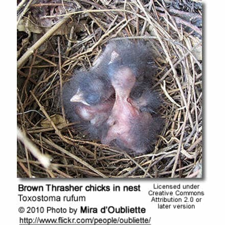 Brown Thrasher chicks in nest