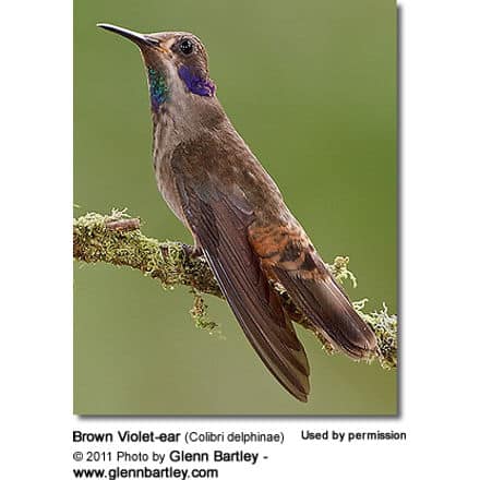 BrownVioletear 