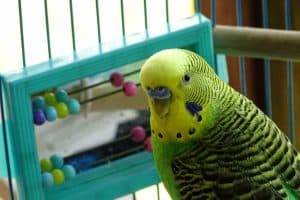 Budgie Close Up In Cage