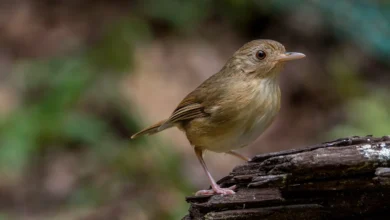 Buff-breasted Flycatchers