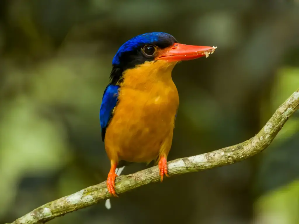 Buff-breasted Paradise Kingfishers on a Tree Branch