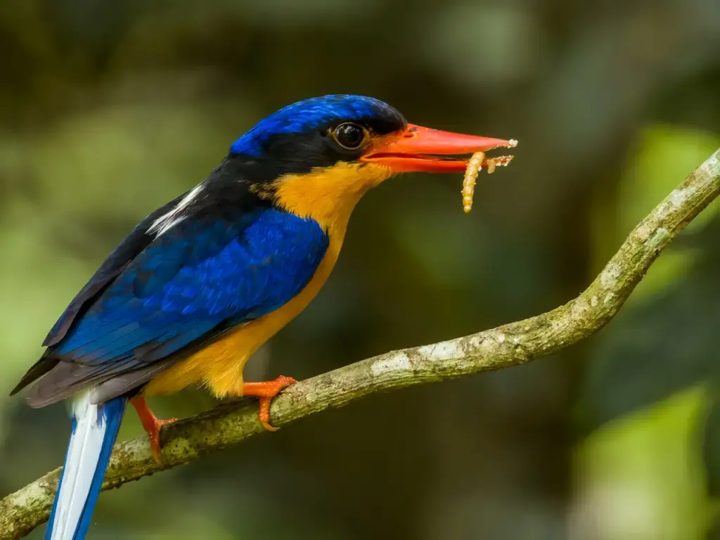 Buff-breasted Paradise Kingfishers Image Eating 